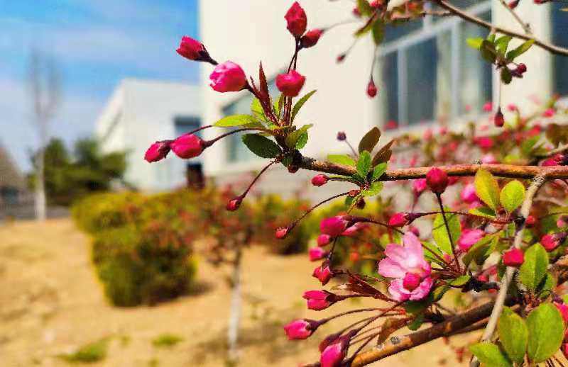 杆质量部 董镇菡E316 人间四月天，大理道海棠花海。枝间新绿一重重，小蕾深藏数点红。爱惜芳心莫轻吐，且教桃李闹春风。.jpg