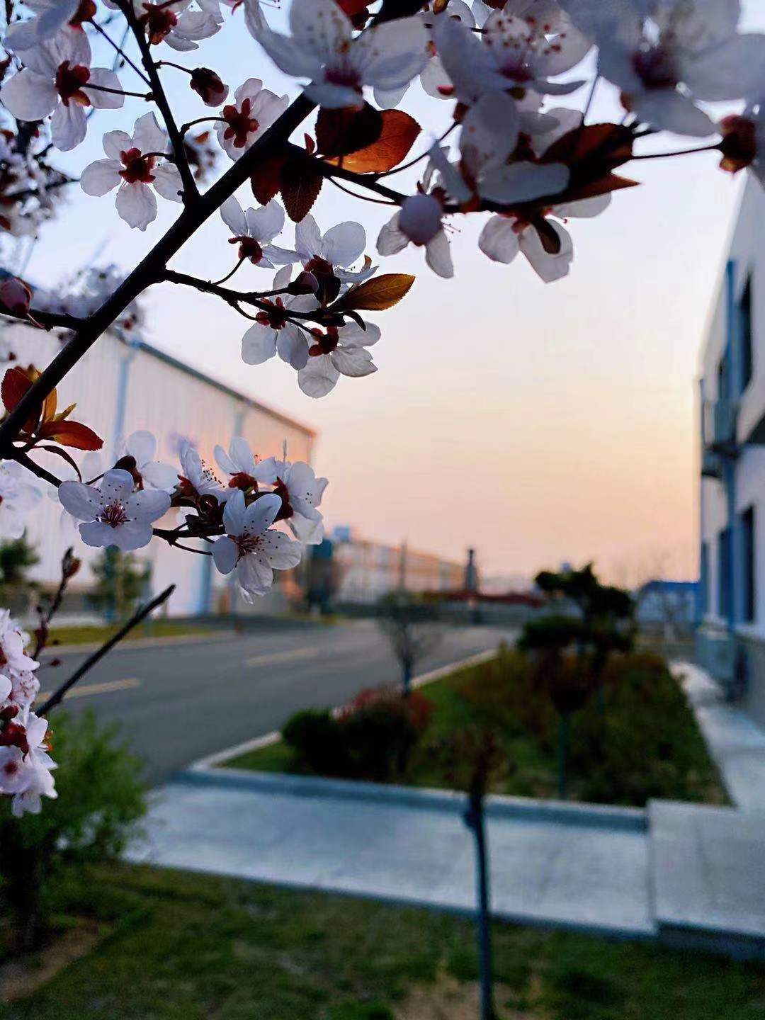 春日余晖 天润曲轴二部三车间H677 白贝 傍晚太阳收起刺眼的光芒，为那万里无云的天空投上一抹金黄色，与春日枝头下的花朵交相呼应，形成了自然的相框，将这美景定格在了这一刻。正所谓北方有佳人，念尔在黄昏。.jpg