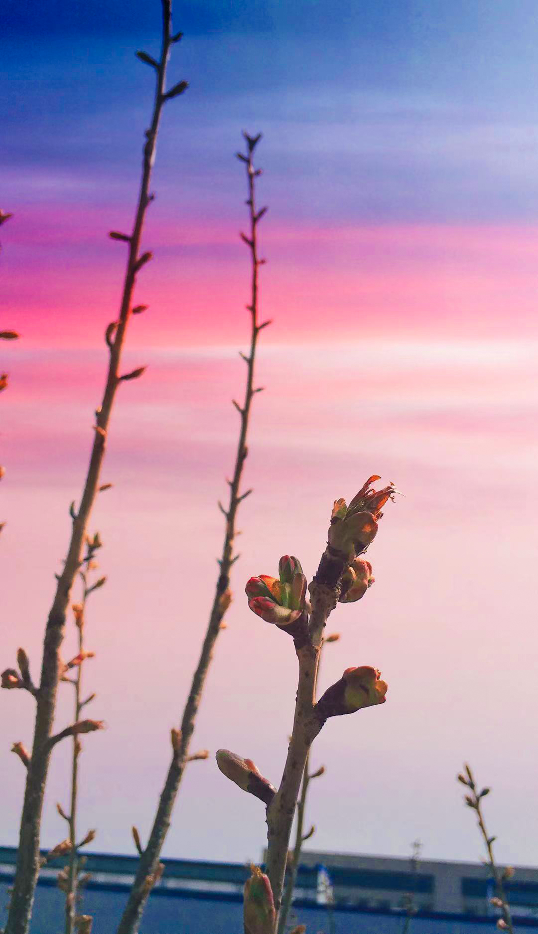 质量管理部+李梦阳 撷取一枝春.jpg