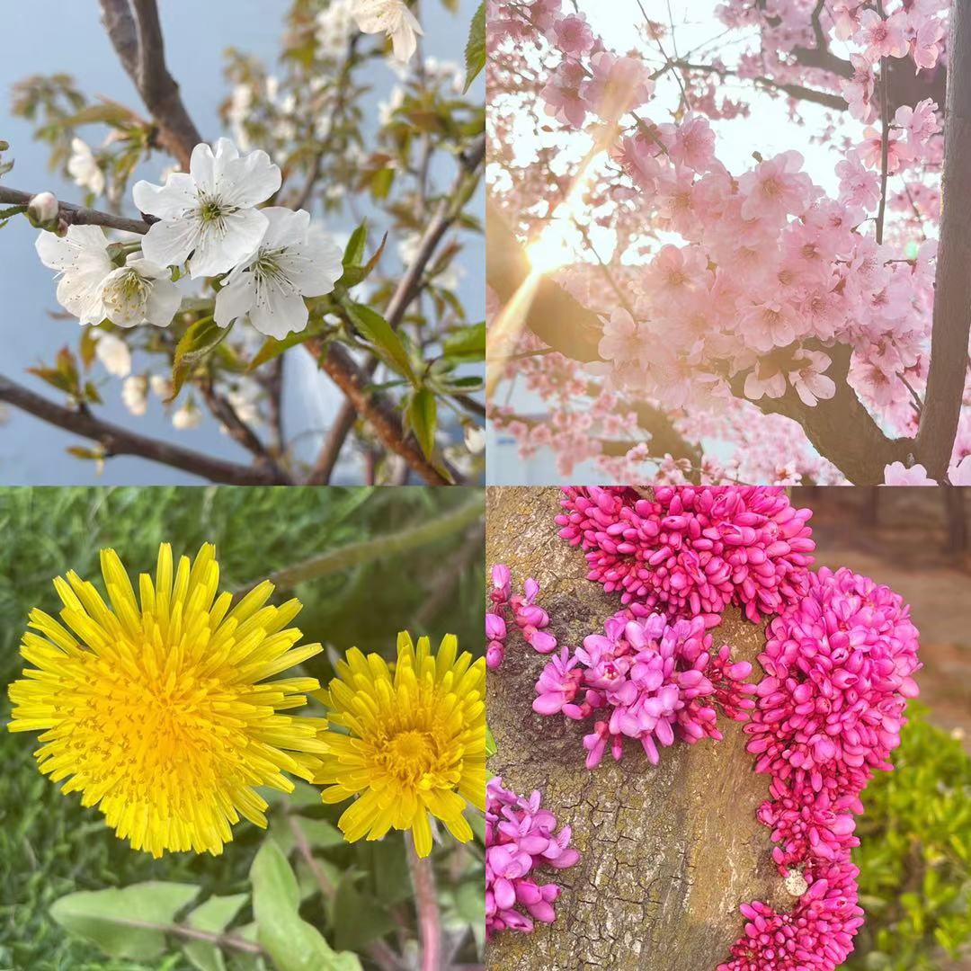 生产运营管理部+王阳+作品说明： 你热爱这世界的一切 比如风触摸耳朵的温度 树木站立的姿势 一朵花等待另一朵花开的信仰 愿煦风和日 永远卫护着可爱的你 愿你带着满心的春笑回来.jpg